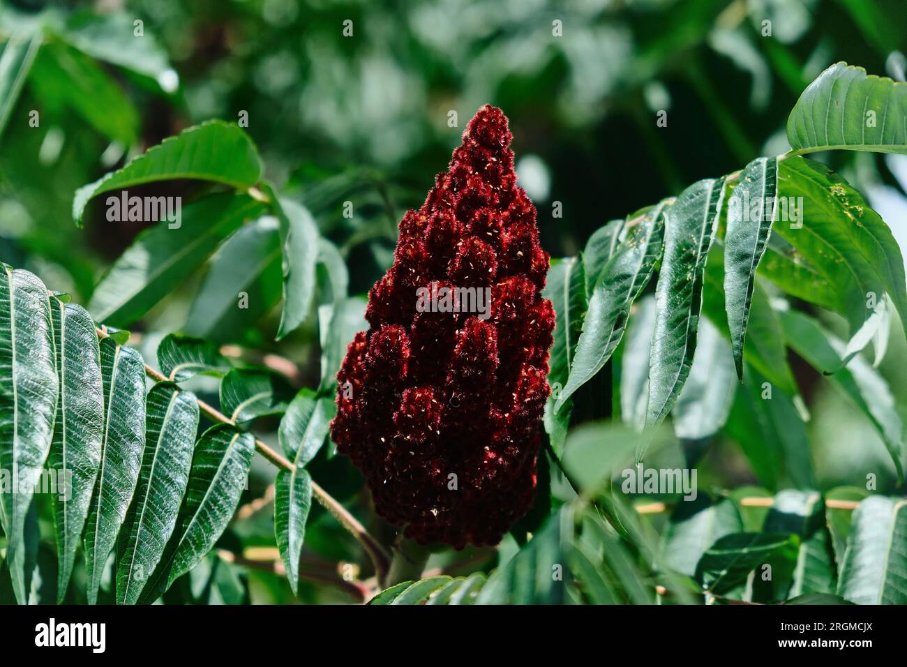 A tall ornamental plant Rhus typhina, a red flower of the sumac tree