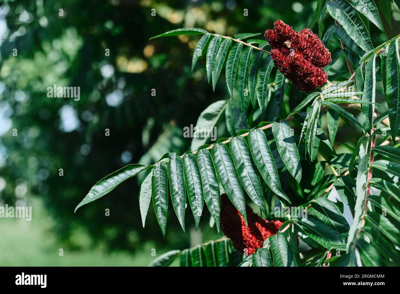 A tall ornamental plant Rhus typhina, a red flower of the sumac tree