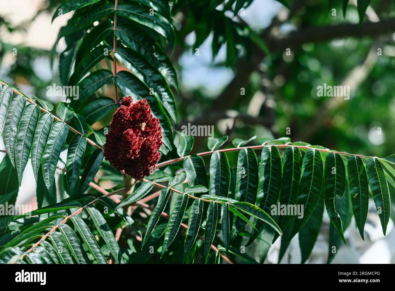 A tall ornamental plant Rhus typhina, a red flower of the sumac tree