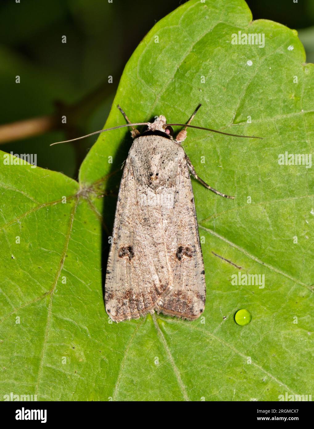 Lepidoptery insect hi-res stock photography and images - Alamy
