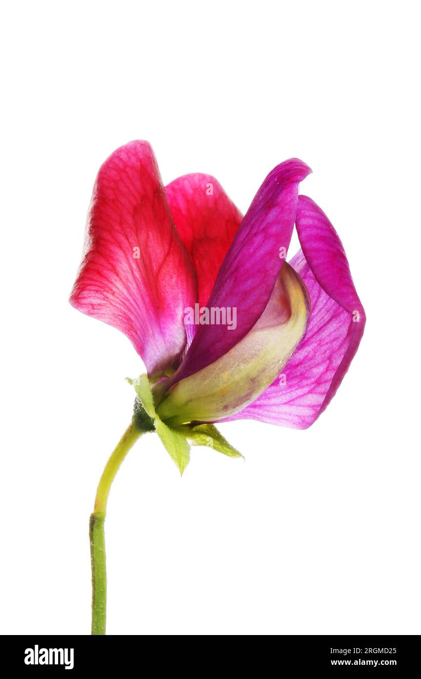 Closeup of a red and purple sweet pea flower isolated against white Stock Photo