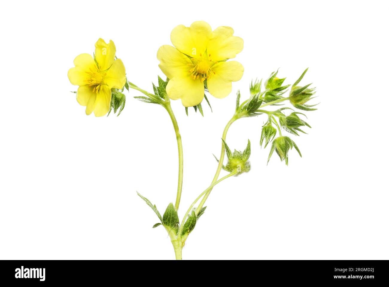Yellow potentilla flowers and buds isolated against white Stock Photo