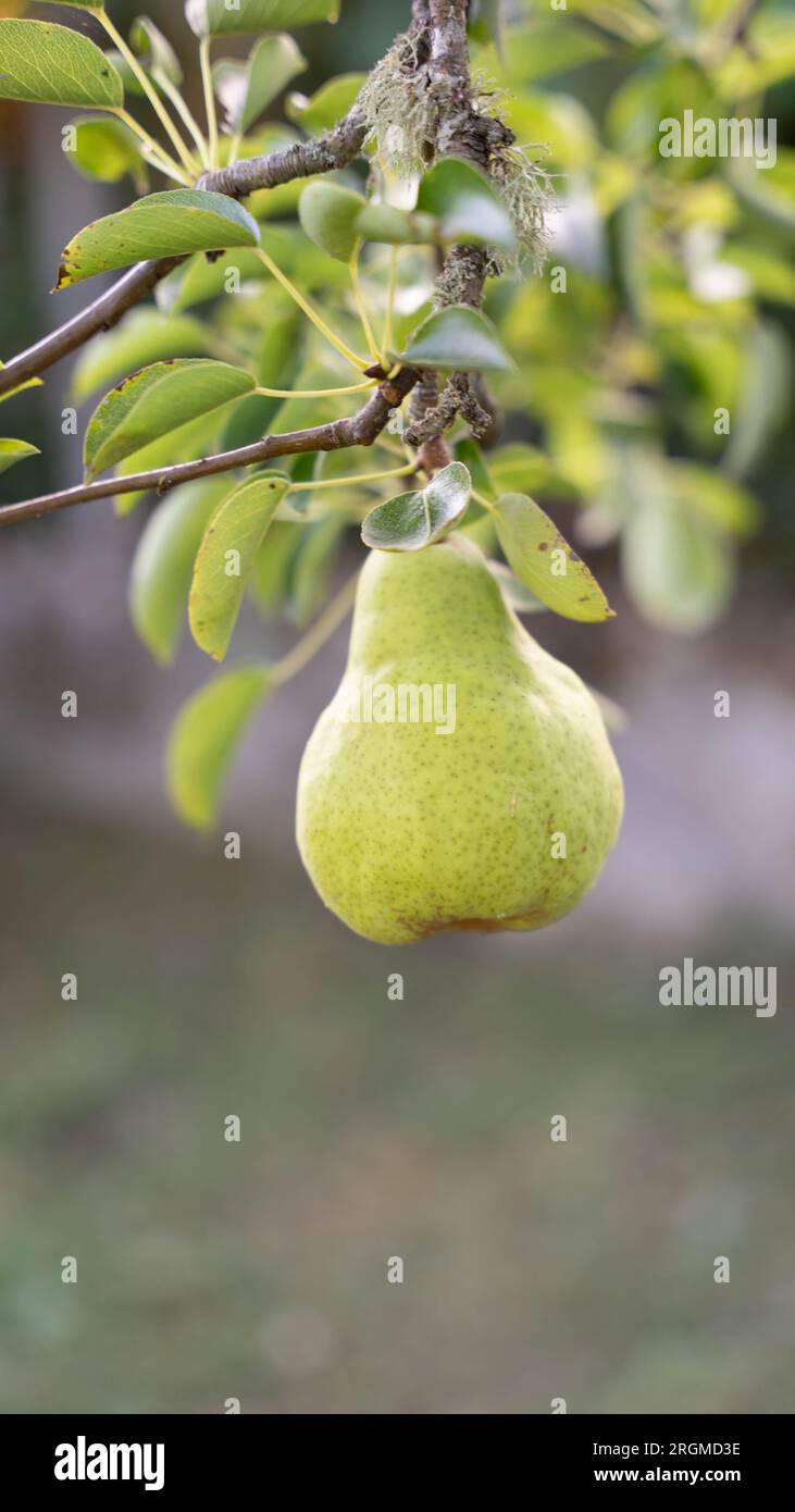 Juicy pear leaves hi-res stock photography and images - Alamy