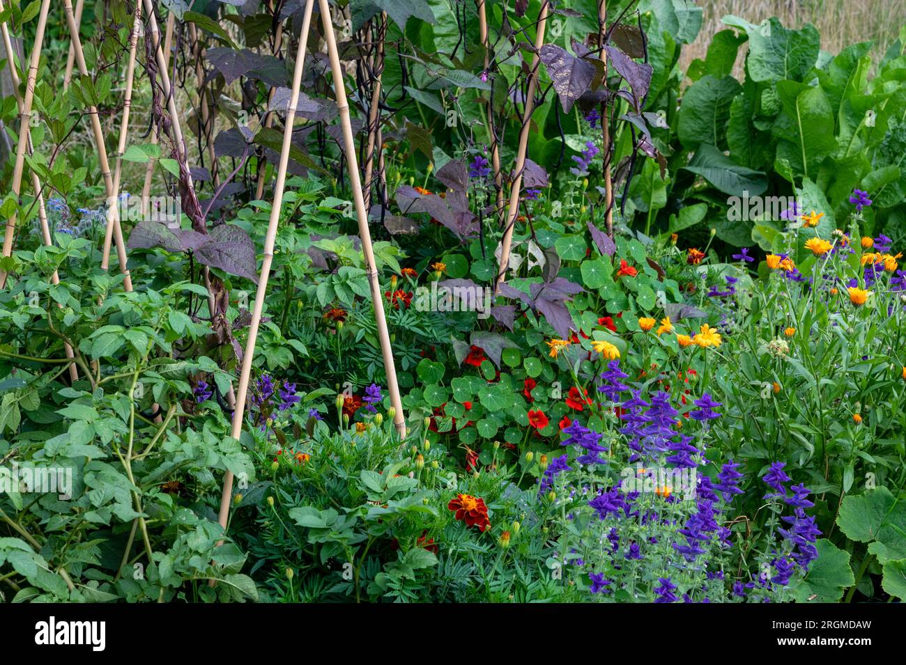 Organic french beans hi-res stock photography and images - Page 3 