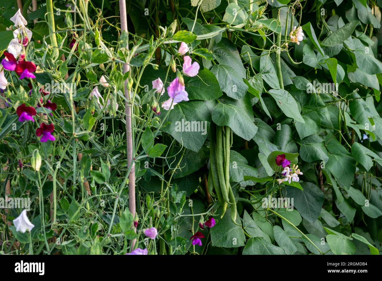 Sweet peas (Lathyrus odoratus) grown as a companion plant for runner beans to attract pollinators. Stock Photo