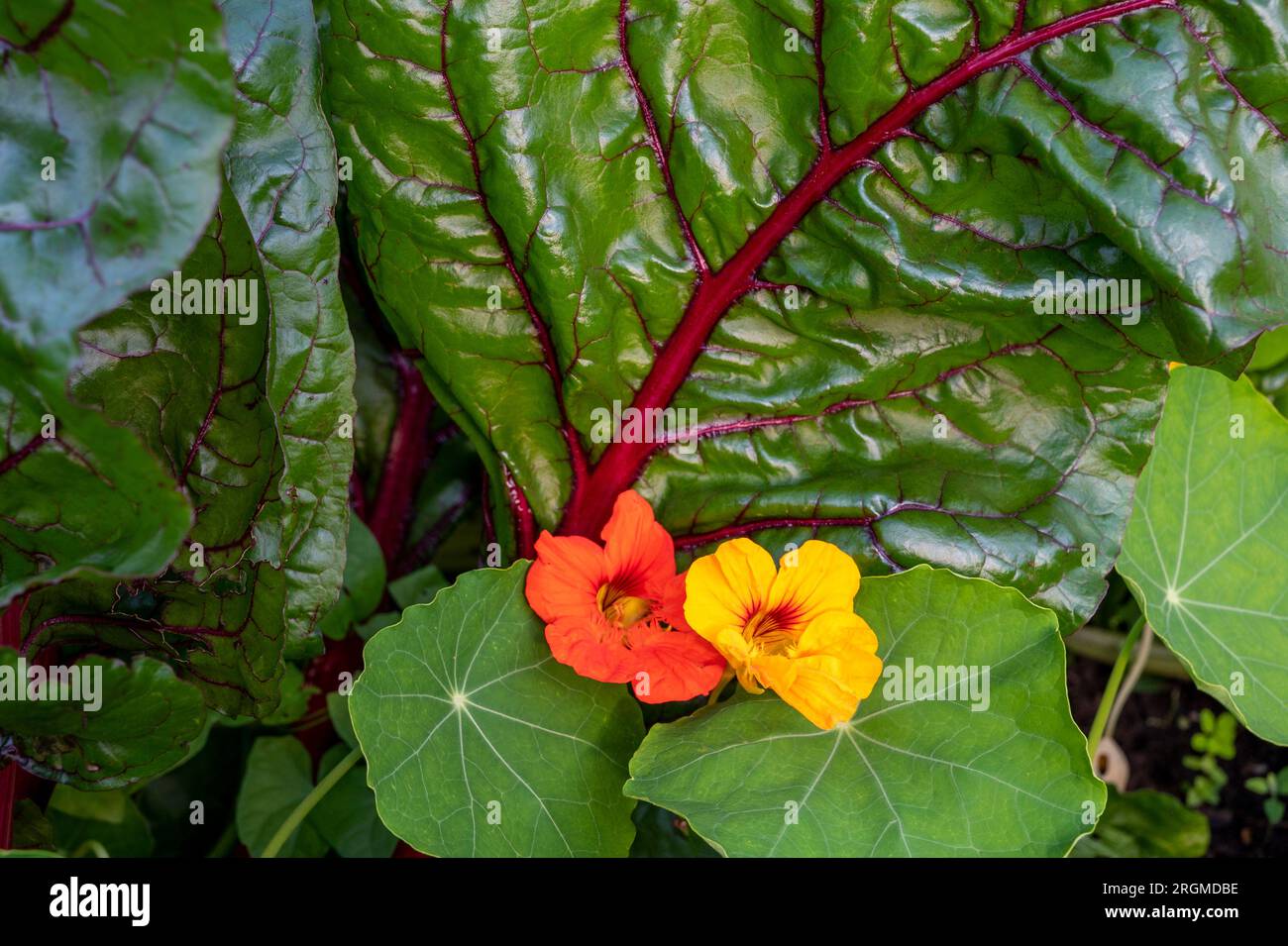 Nasturtiums grown with chard as a companion plant. The nasturtiums