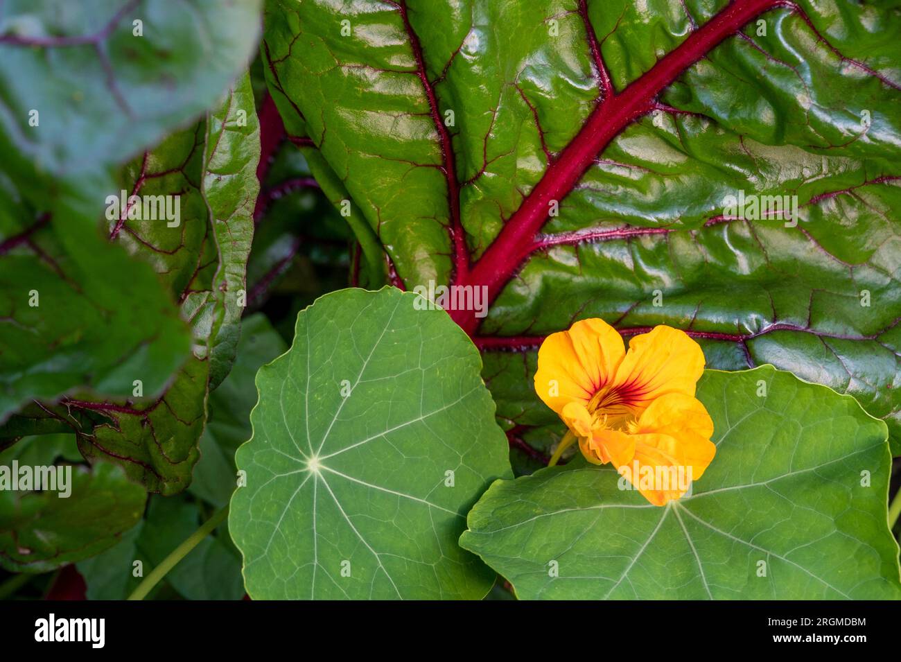 Nasturtiums grown with chard as a companion plant. The nasturtiums attract pollinators and the
