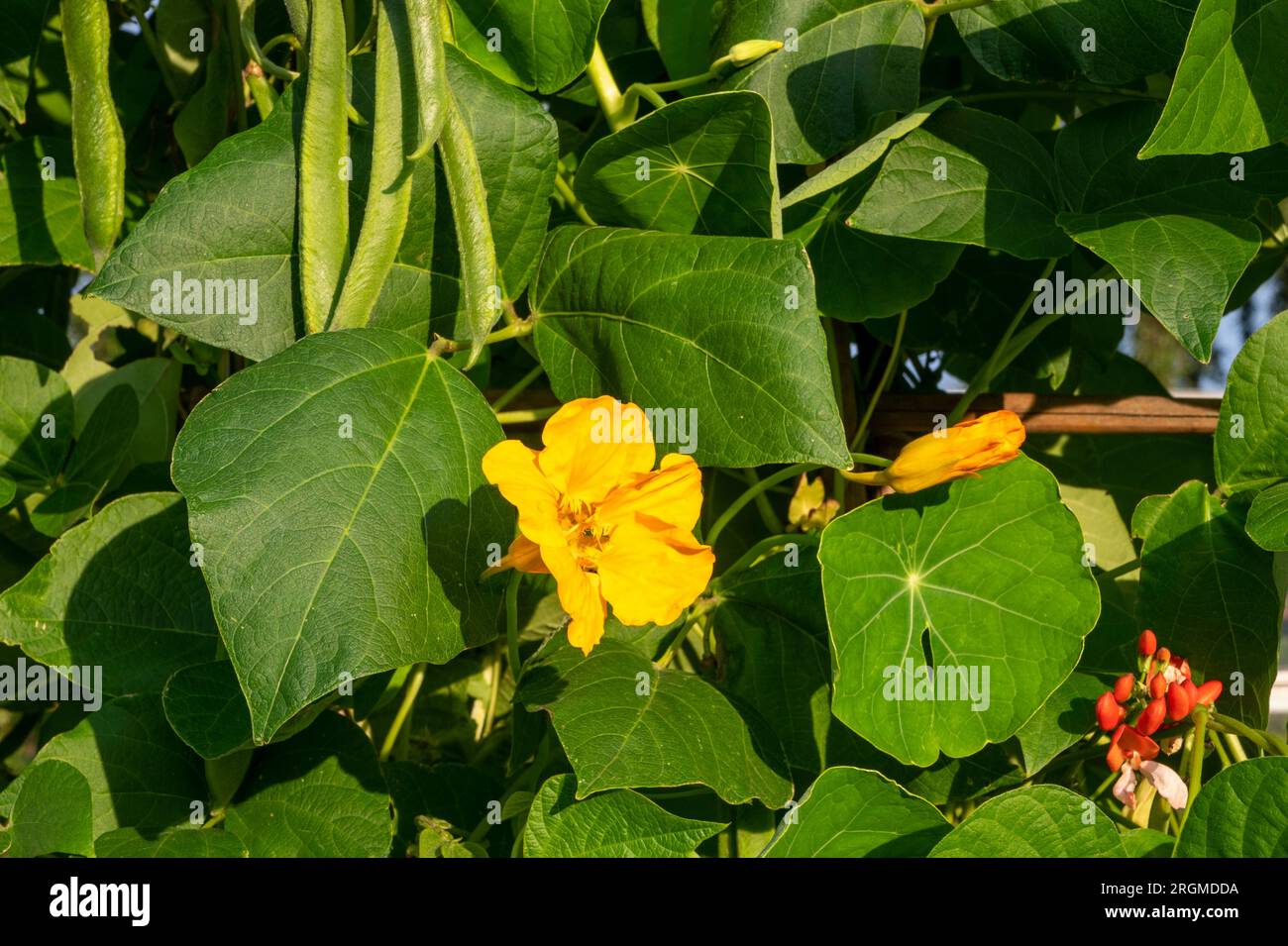 Nasturtiums grown as a companion plant with runner beans, they
