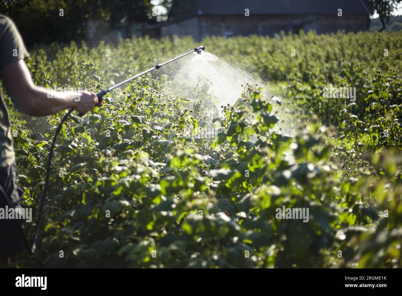 Treatment of raspberries from diseases and pests Stock Photo - Alamy