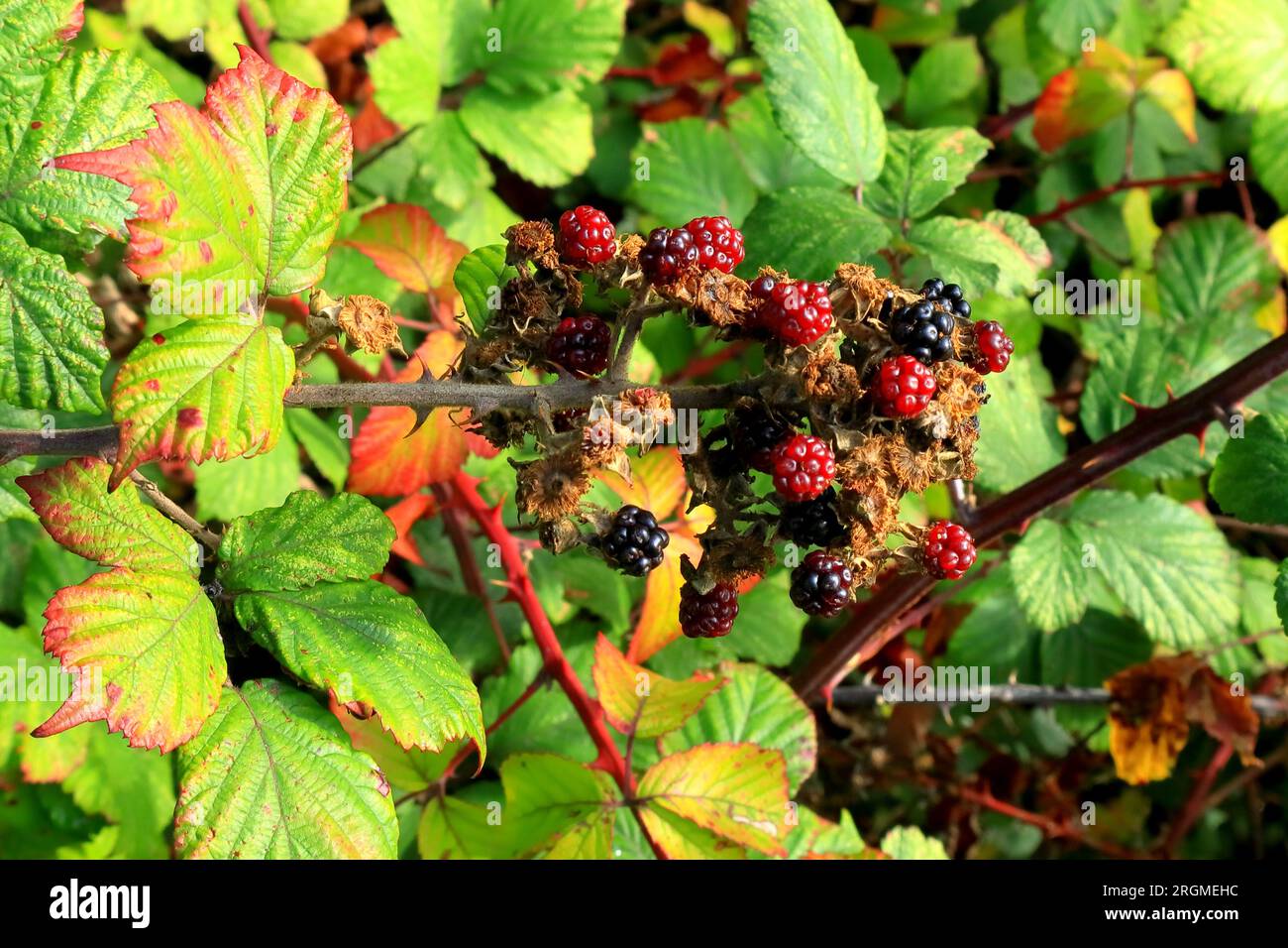 Blackberries, black and red, ripe and ripening, cluster of berries set against green leaves and