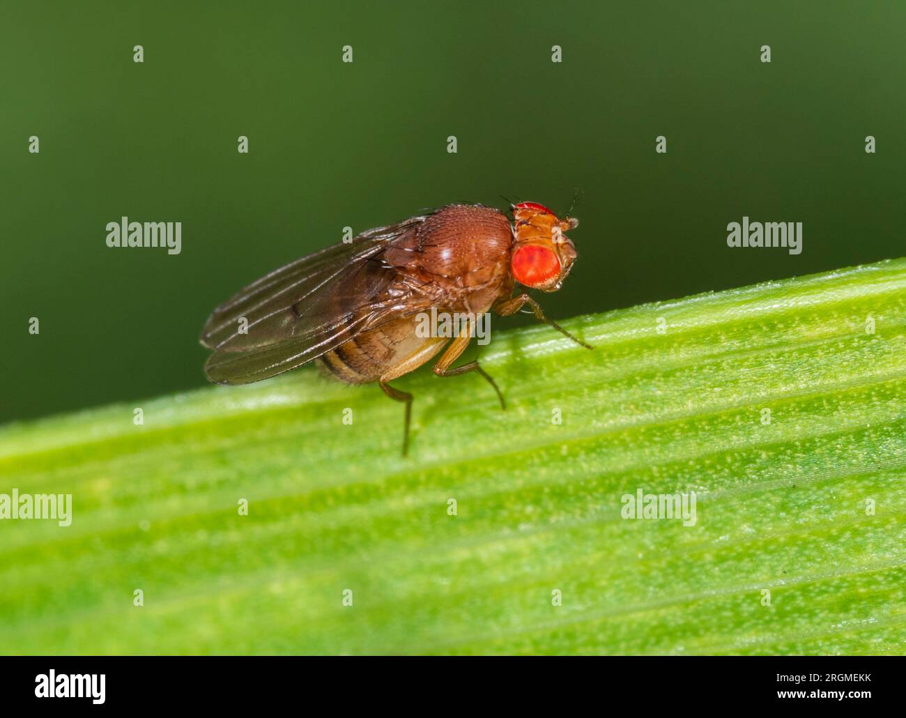 Diminutive, red eyed vinegar fly, Drosophila immigrans, in a UK garden Stock Photo