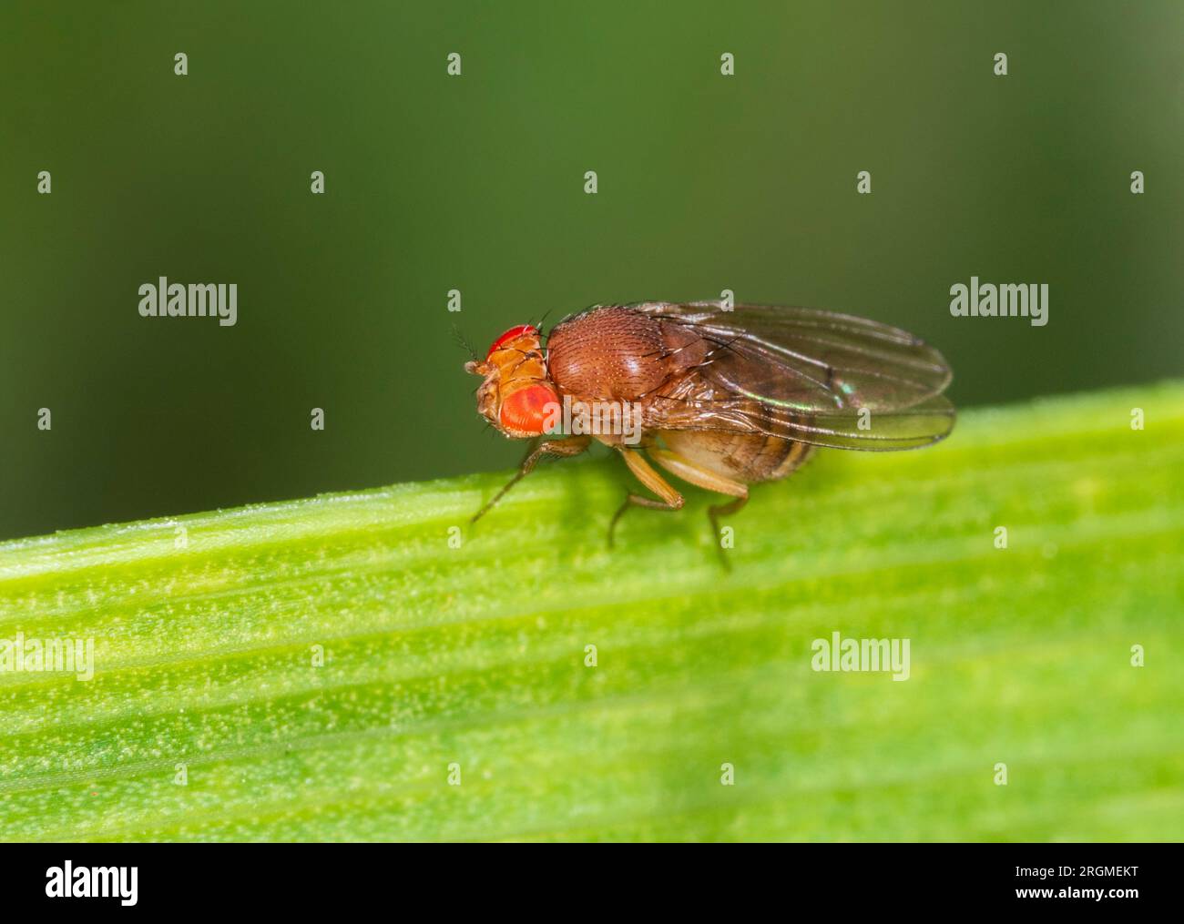 Diminutive, red eyed vinegar fly, Drosophila immigrans, in a UK garden Stock Photo