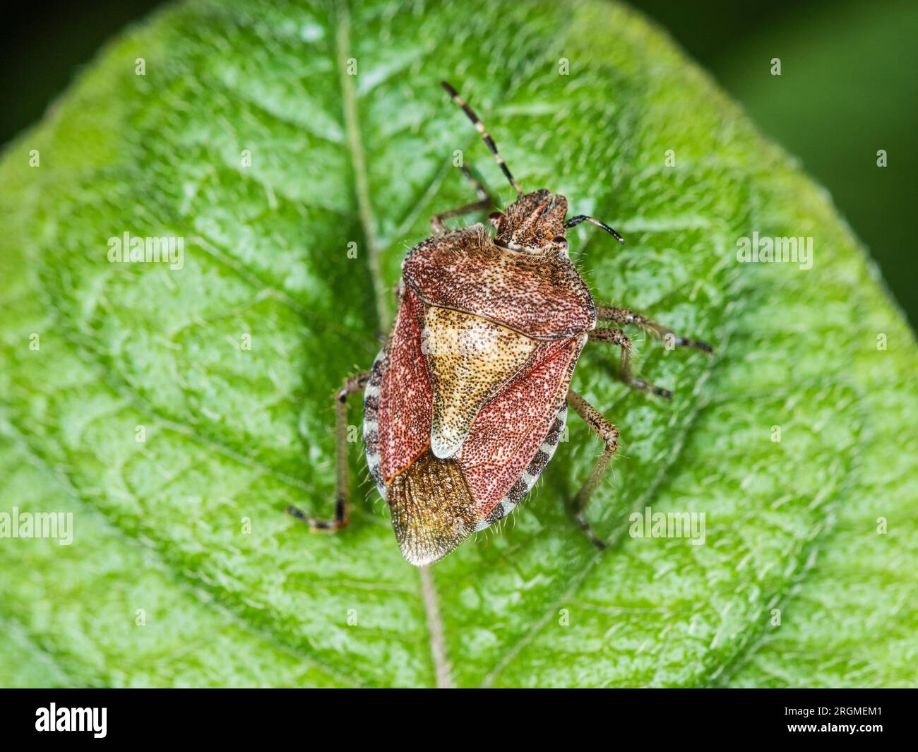 Brown winter colouration of the common green shieldbug, Palomena prasina , in a UK garden Stock Photo