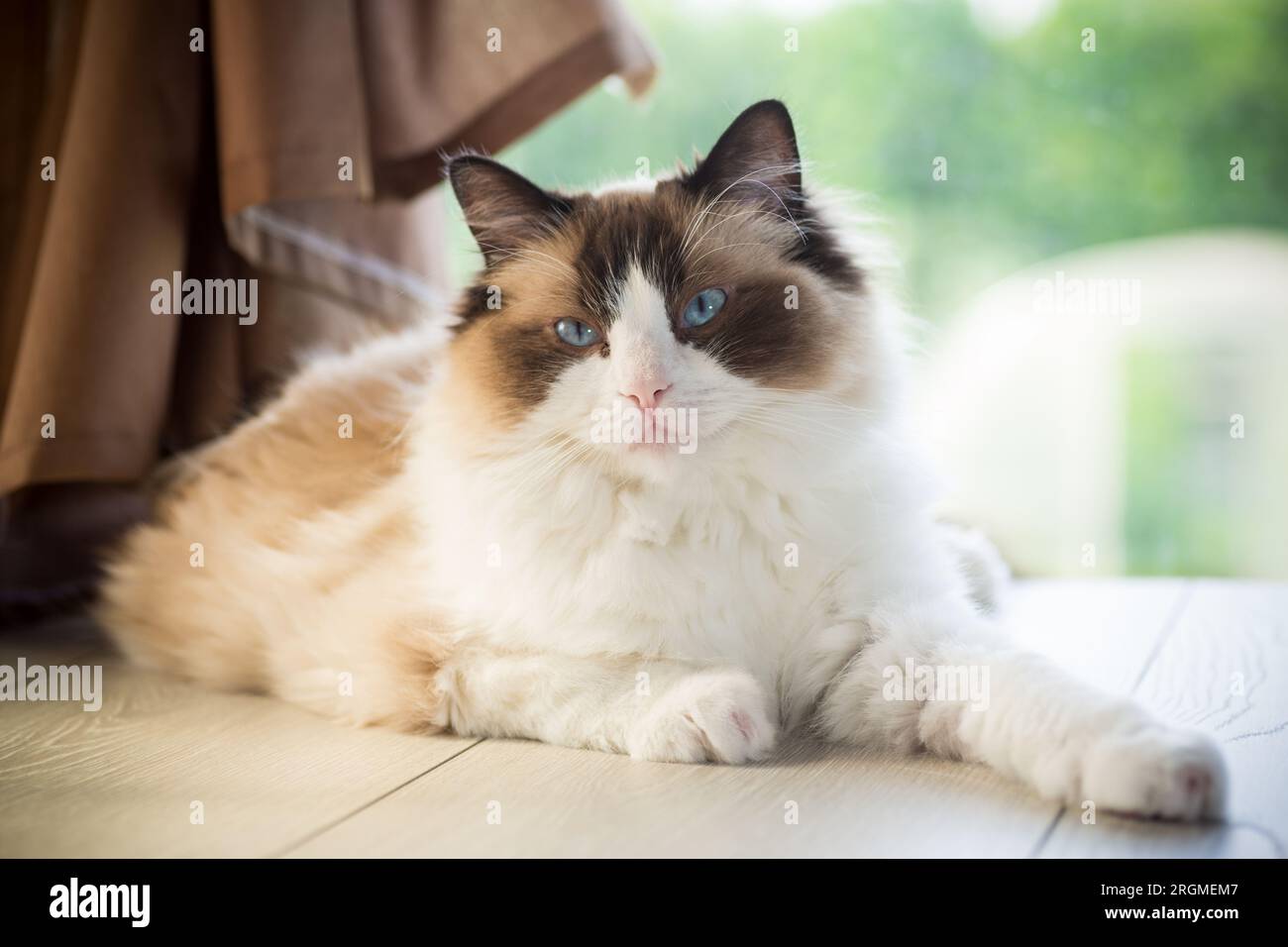 Beautiful young white purebred Ragdoll cat with blue eyes, at home ...