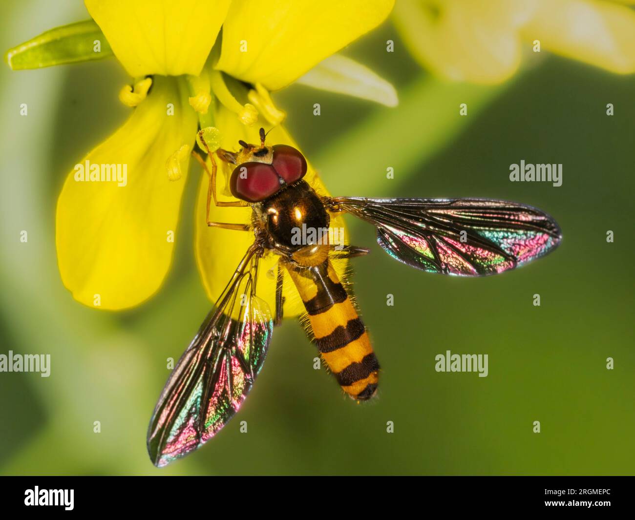 Adult male Meliscaeva cinctella hoverfly feeding on mustard flowers in a UK garden Stock Photo