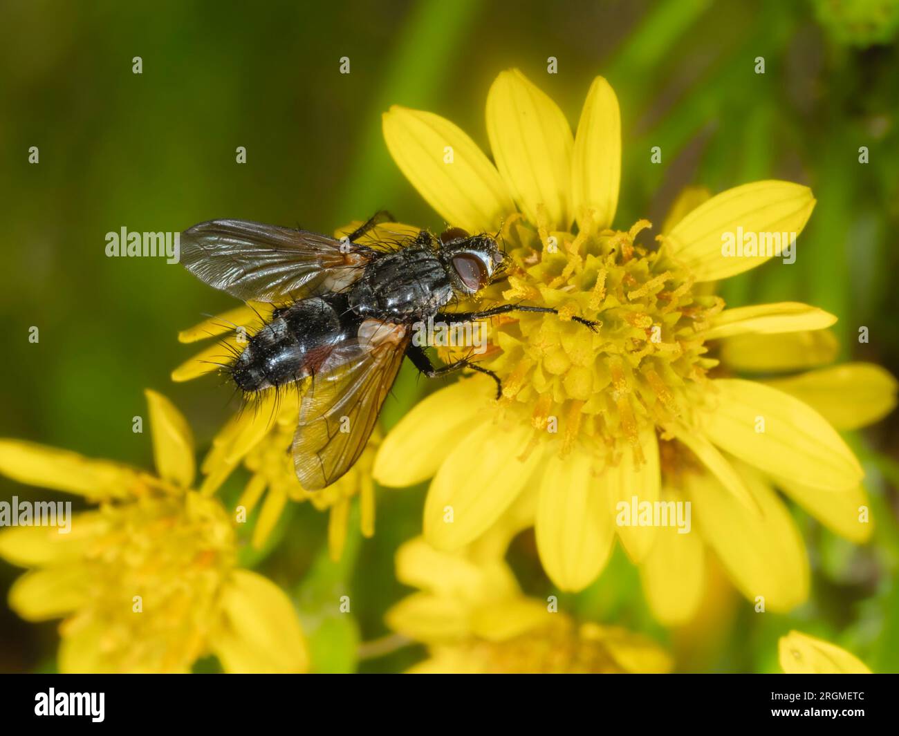 Adult tachinid parasite fly, Eriothrix rufomaculata feeding on ragwort, Senecio jacobea, in UK grassland Stock Photo