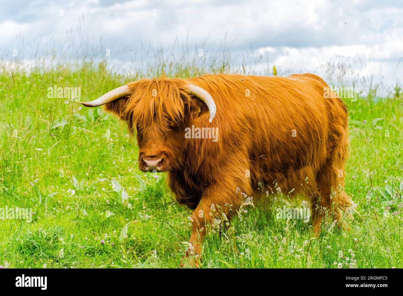 Cow close up shot hi-res stock photography and images - Alamy