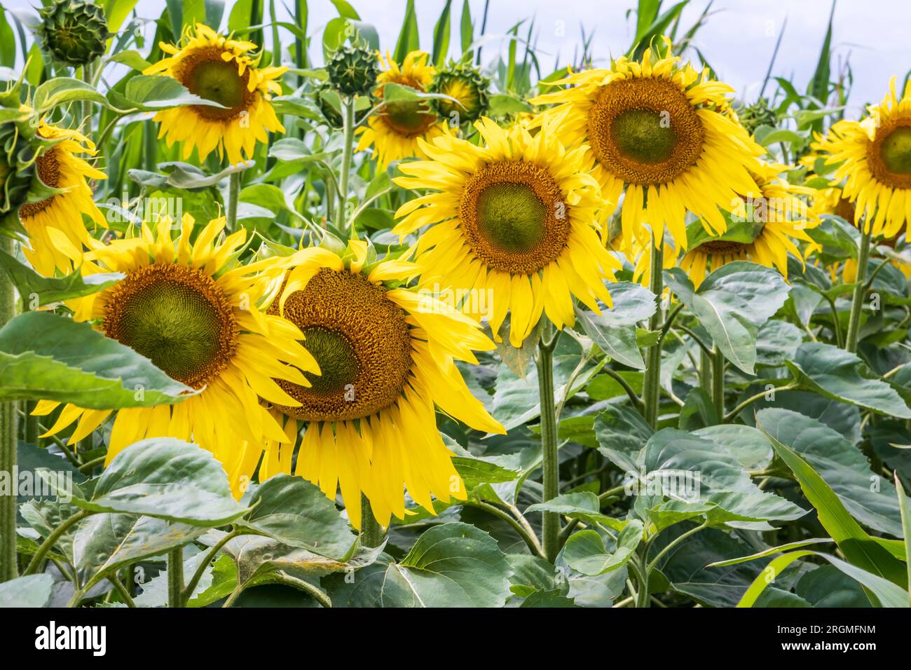 panorama in field of blooming bright yellow sunflowers in sunny evening ...