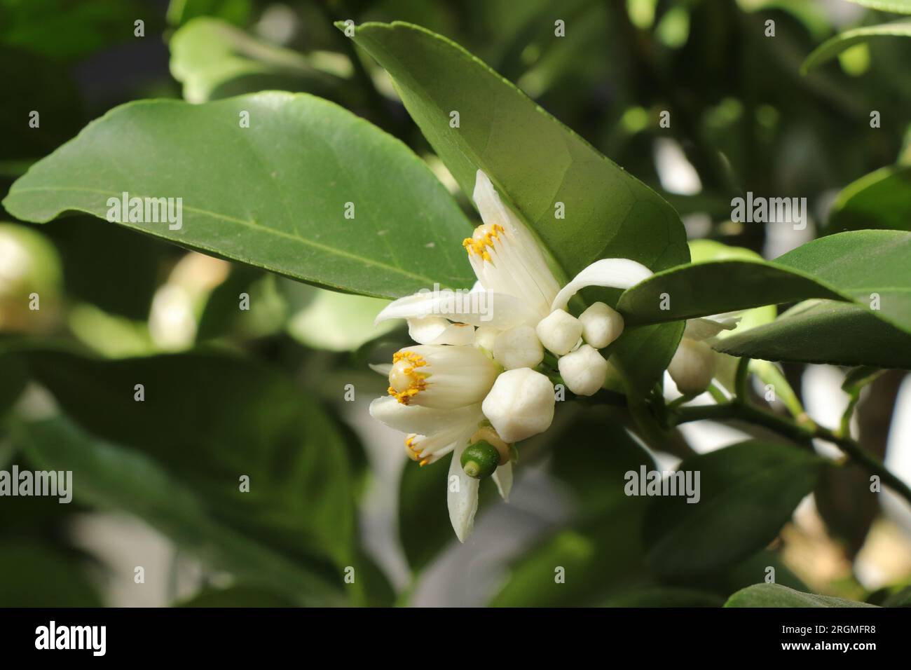 Blooming Lemon Tree. Branch with blooms Stock Photo Alamy