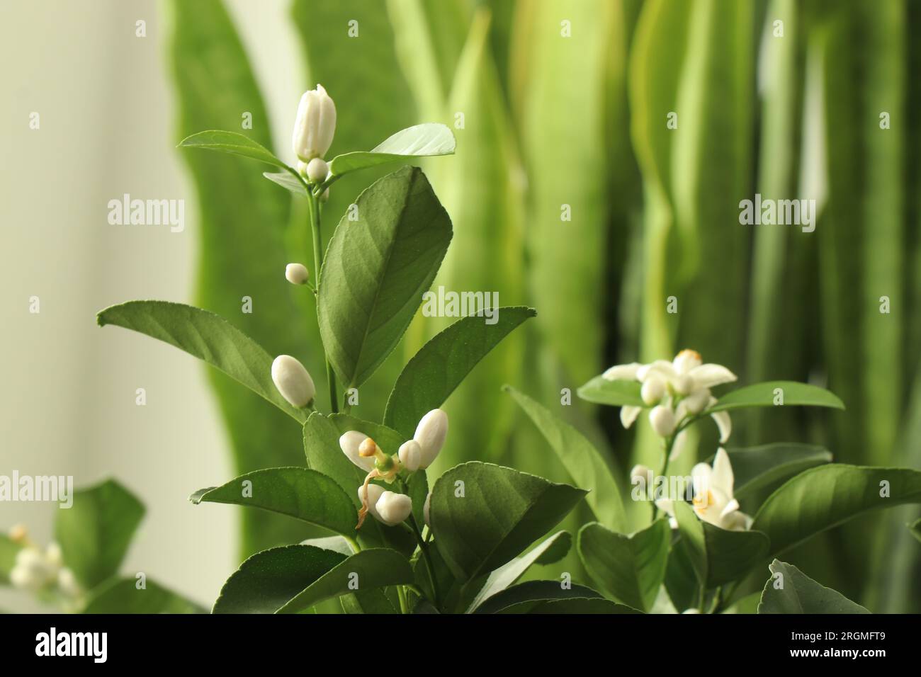 Blooming Lemon Tree. Branch with blooms Stock Photo Alamy