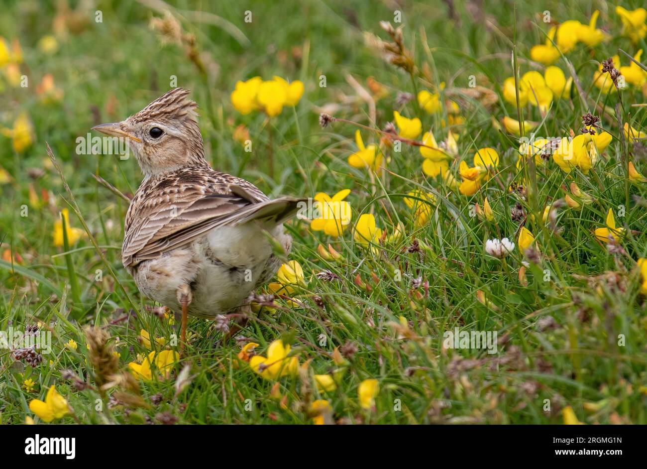 Eurasian Skylark (Alauda arvensis) with Wildflowers Stock Photo - Alamy