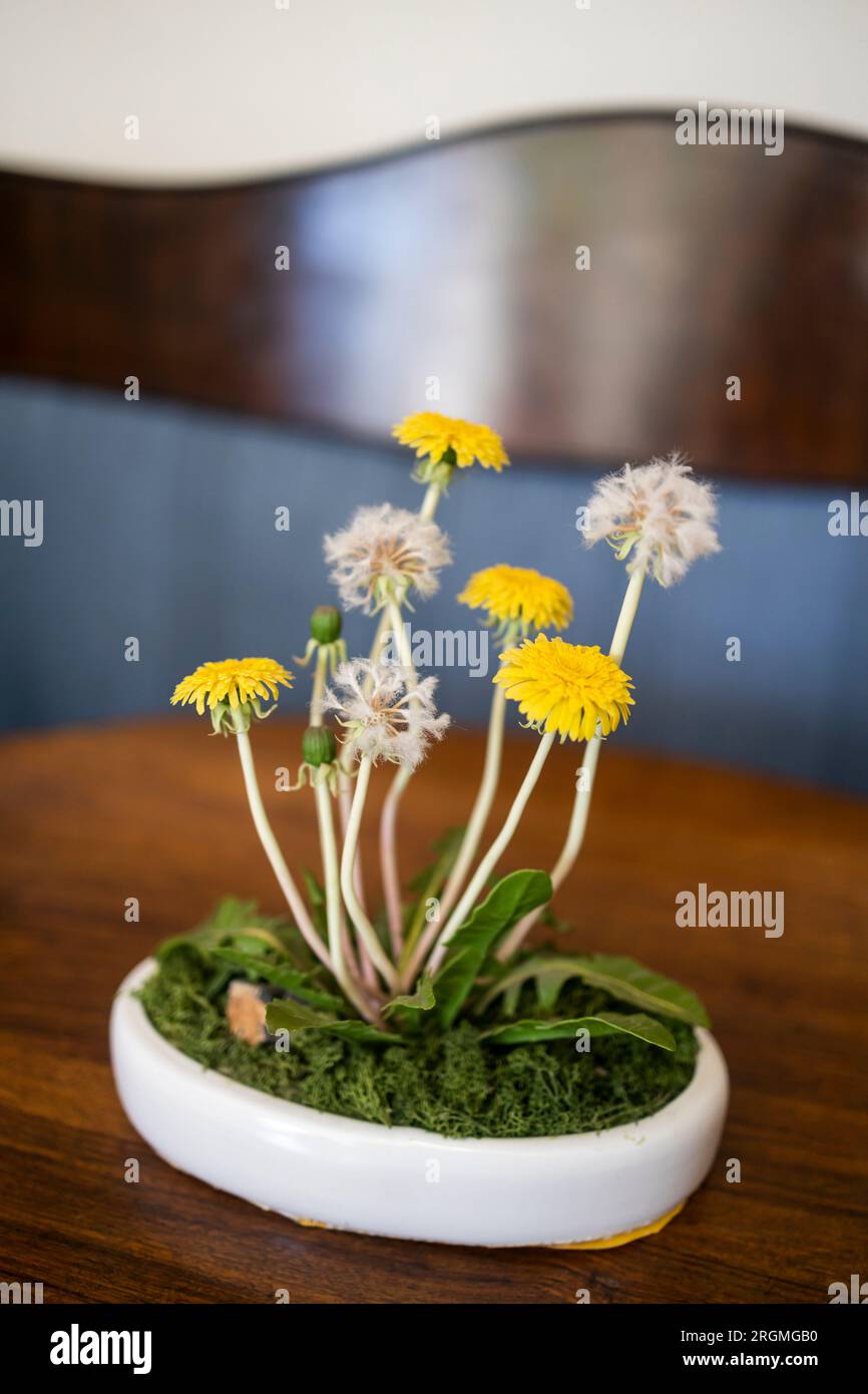 A bouquet of yellow porcelain faux dandelions in a glass transparent jar on a wooden table against the background of a dark blue wall. Stock Photo