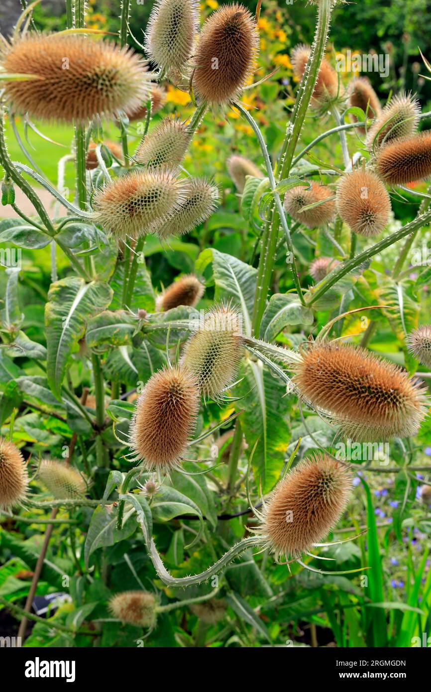 Common teasel (Dipsacus fullonum) . Family  Caprifoliaceae. . Cowbridge Physic Garden. Taken August 2023. cym Stock Photo