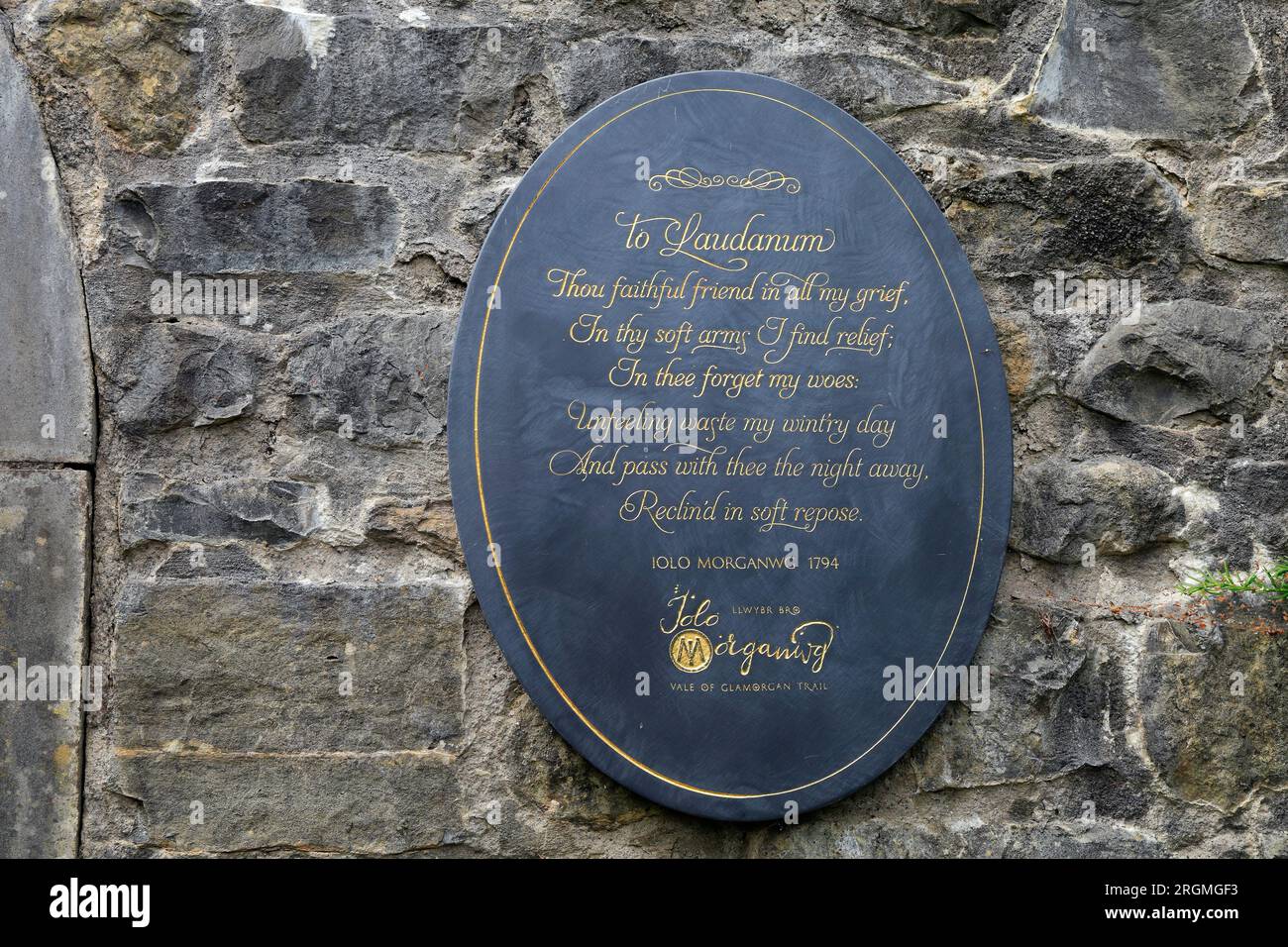 Ode to Laudanum at Cowbridge Physic Garden. . Taken August 2023. cym Stock Photo