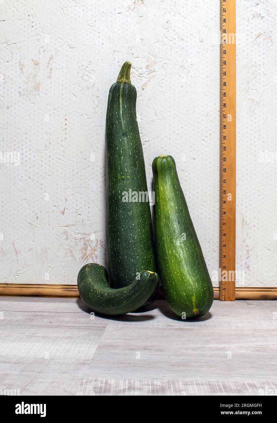 Three large zucchini are displayed against a rustic white wall with a