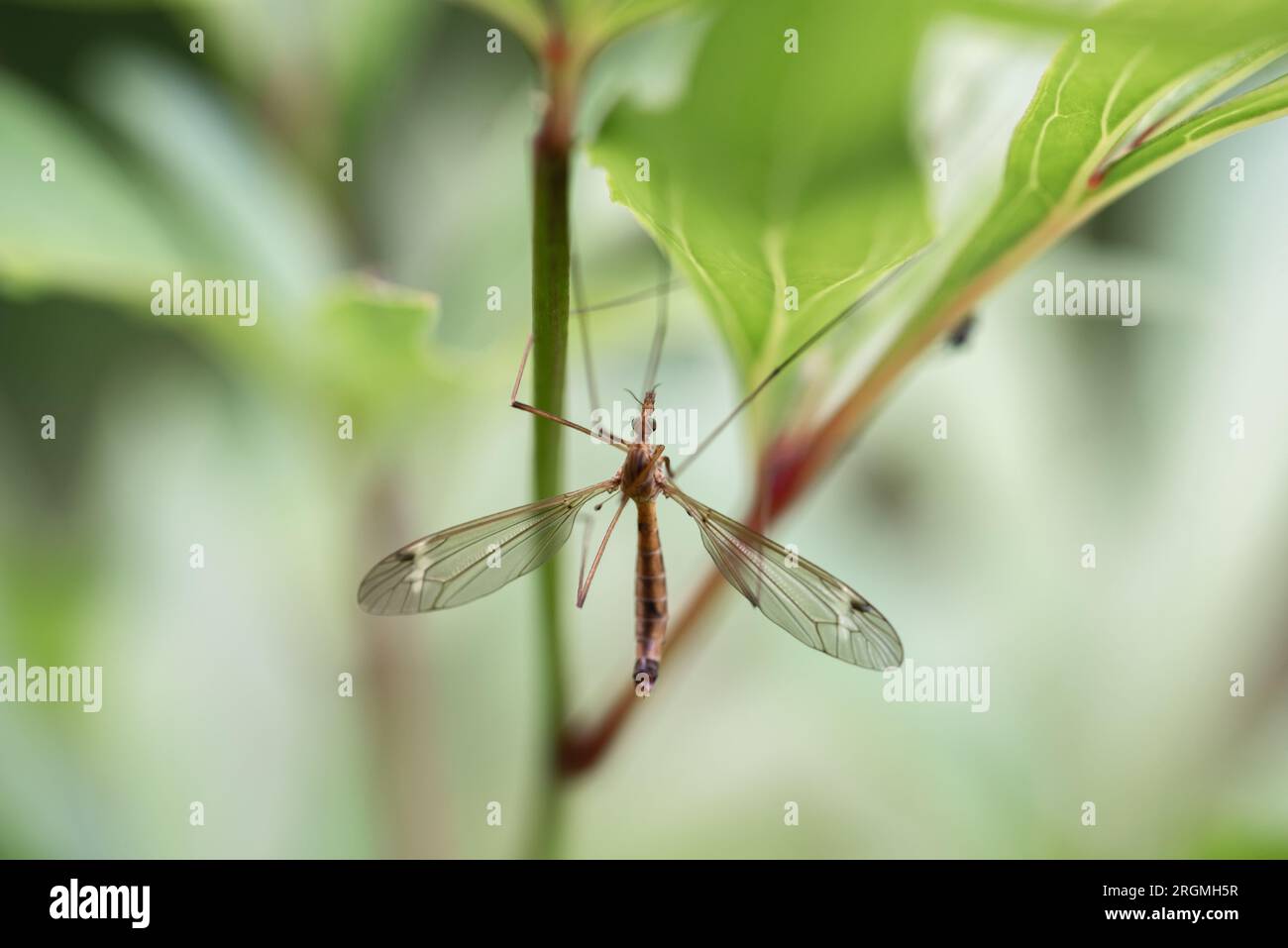 Close-up shot of a crane fly on leaves. Selective focus. A crane fly is any member of the dipteran superfamily Tipuloidea Stock Photo