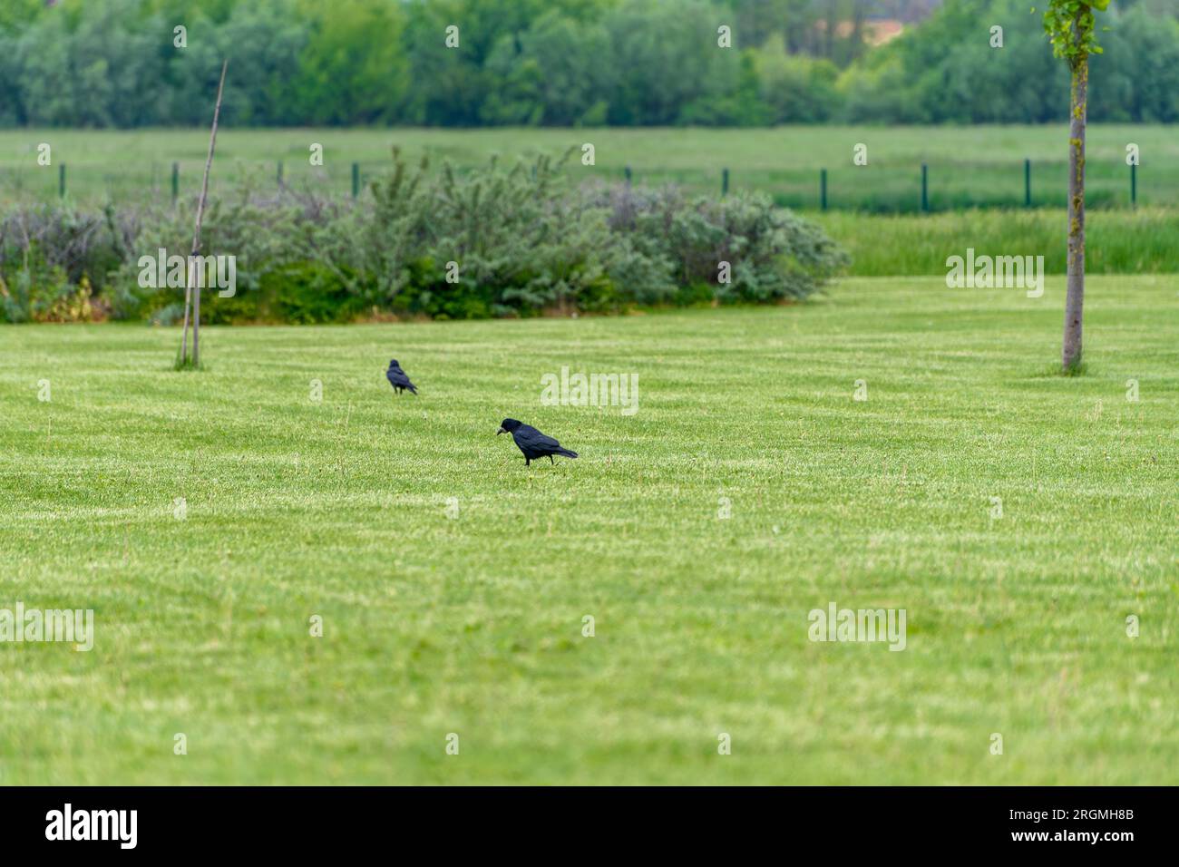 Same carrion crows (Corvus corone) on green grass after raining. Stock Photo