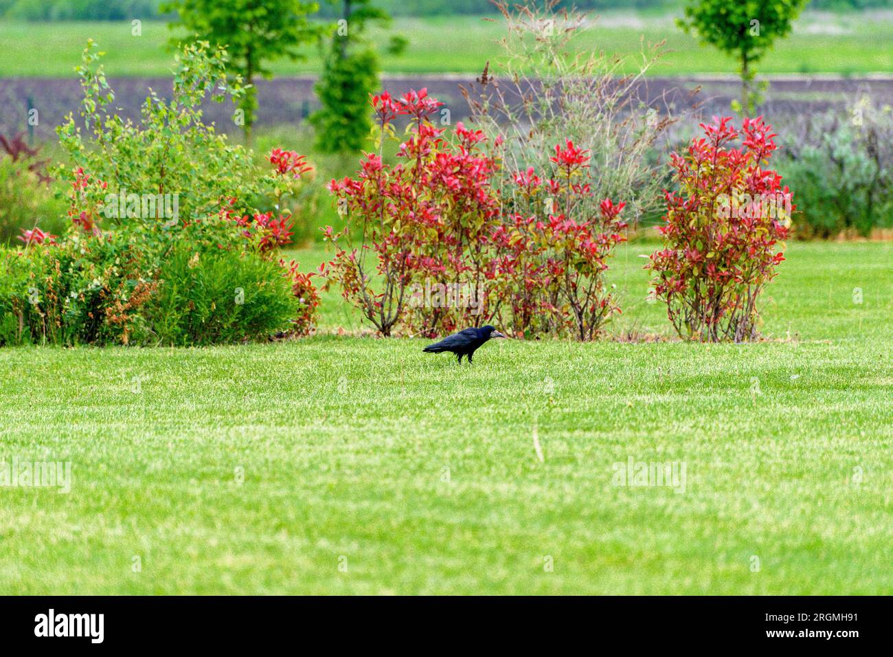 Same carrion crows (Corvus corone) on green grass after raining. Stock Photo