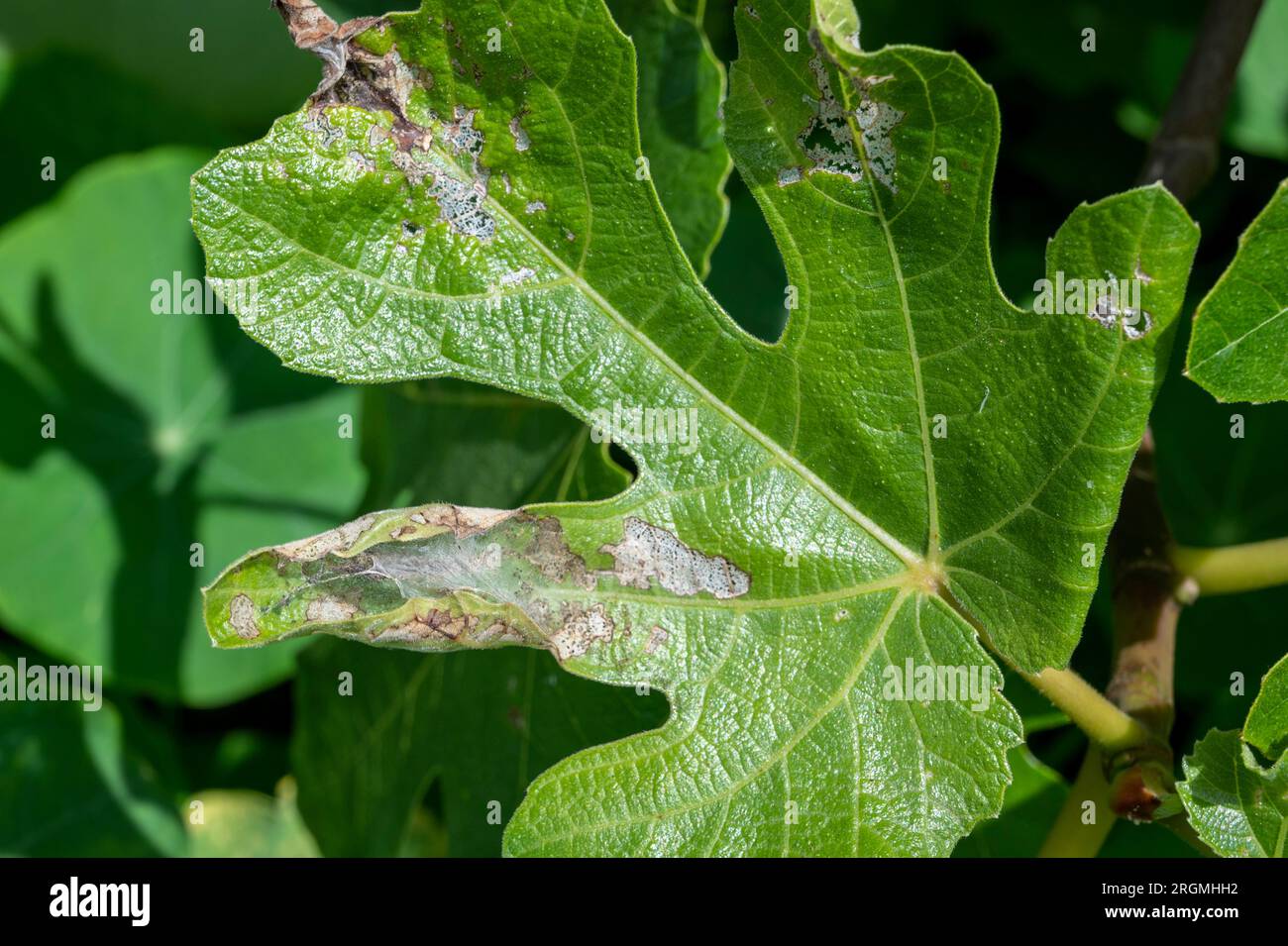 Cocoon of Choreutis nemorana / Fig Leaf Skeletoniser. First seen in the UK 2014 now becoming more widespresd. Stock Photo