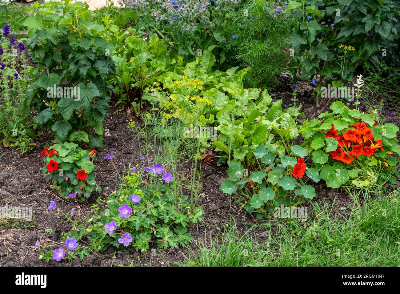 Companion planting summer hi-res stock photography and images - Alamy