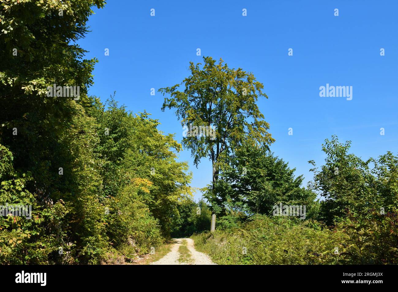 Gravel road leading through a broadleaf, temperate, deciduous forest Stock Photo