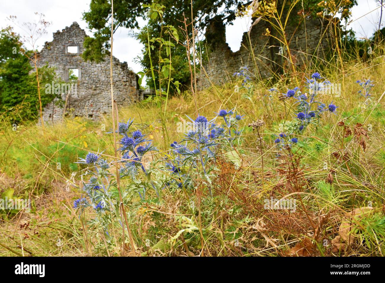 Blue amethyst eryngo (Eryngium amethystinum) flowers in selective focus with ruins of Skolj castle behind Stock Photo