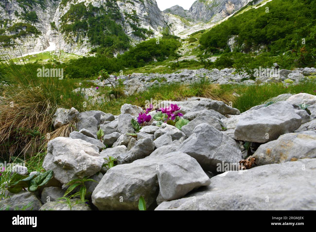 Purple cyclamen (Cyclamen purpurascens) flowers growing from rocks in Vrata valley in Julian alps and Triglav national park, Slovenia with the flowers Stock Photo