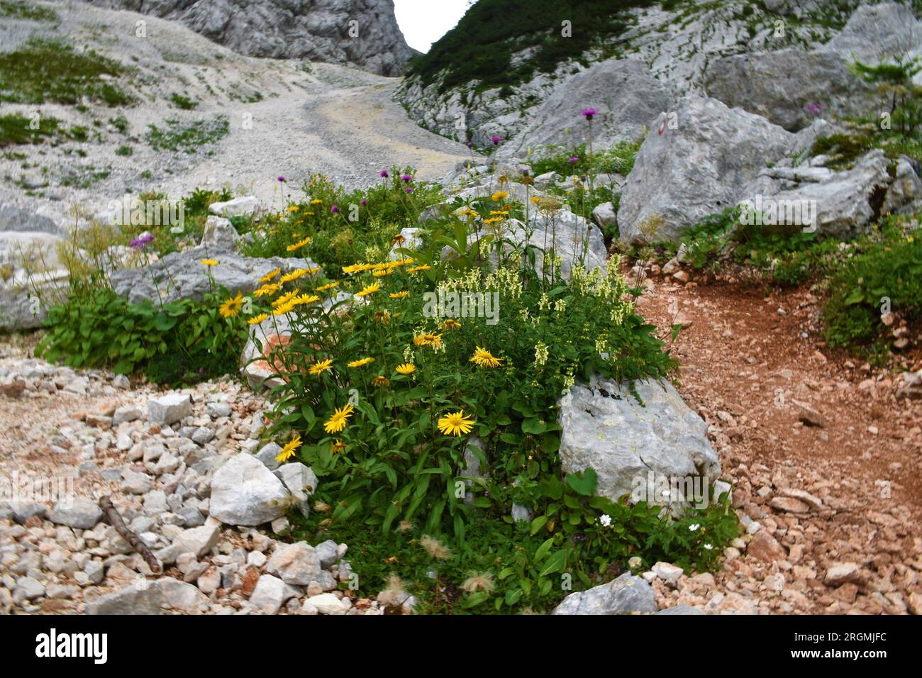 Alpine wild garden in the rocks in Vrata valley, Julian alps and Triglav national park, Slovenia with yellow ox-eye (Buphthalmum salicifolium) flowers Stock Photo
