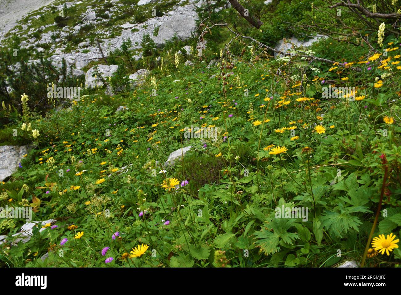 Beautiful lush alpine wild garden with yellow ox-eye (Buphthalmum salicifolium) flowers in Julian alps and Triglav national park, Slovenia Stock Photo