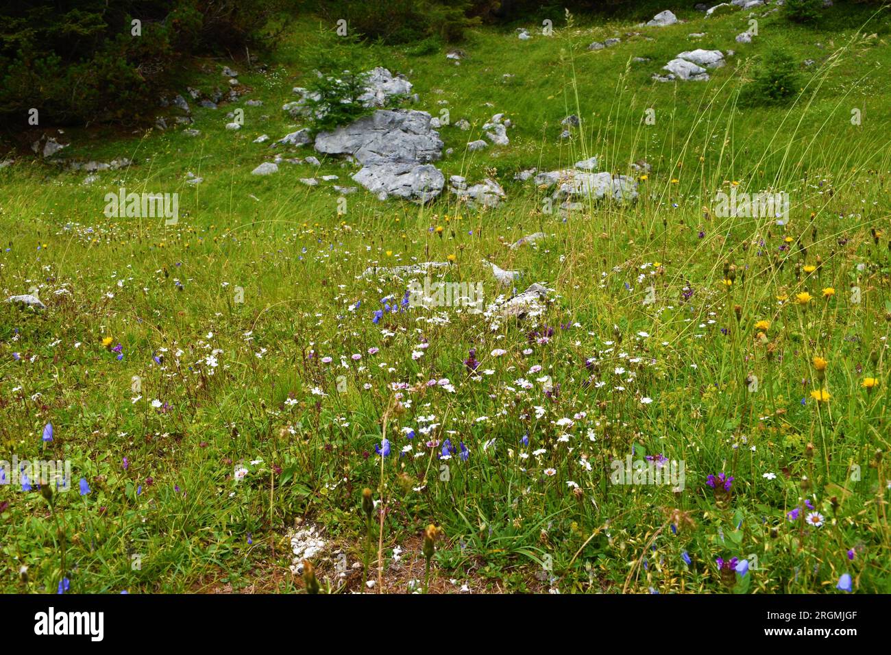 Meadow with white Silene alpestris and blue earleaf bellflower (Campanula cochleariifolia) flowers in Julian alps and Triglav national park, Slovenia Stock Photo