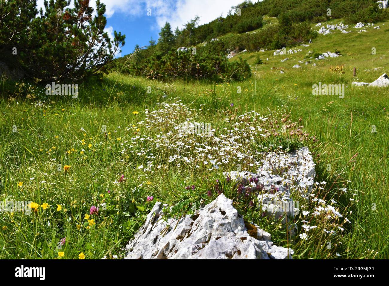 Meadow with white Silene alpestris flowers in Julian alps and Triglav national park, Slovenia Stock Photo