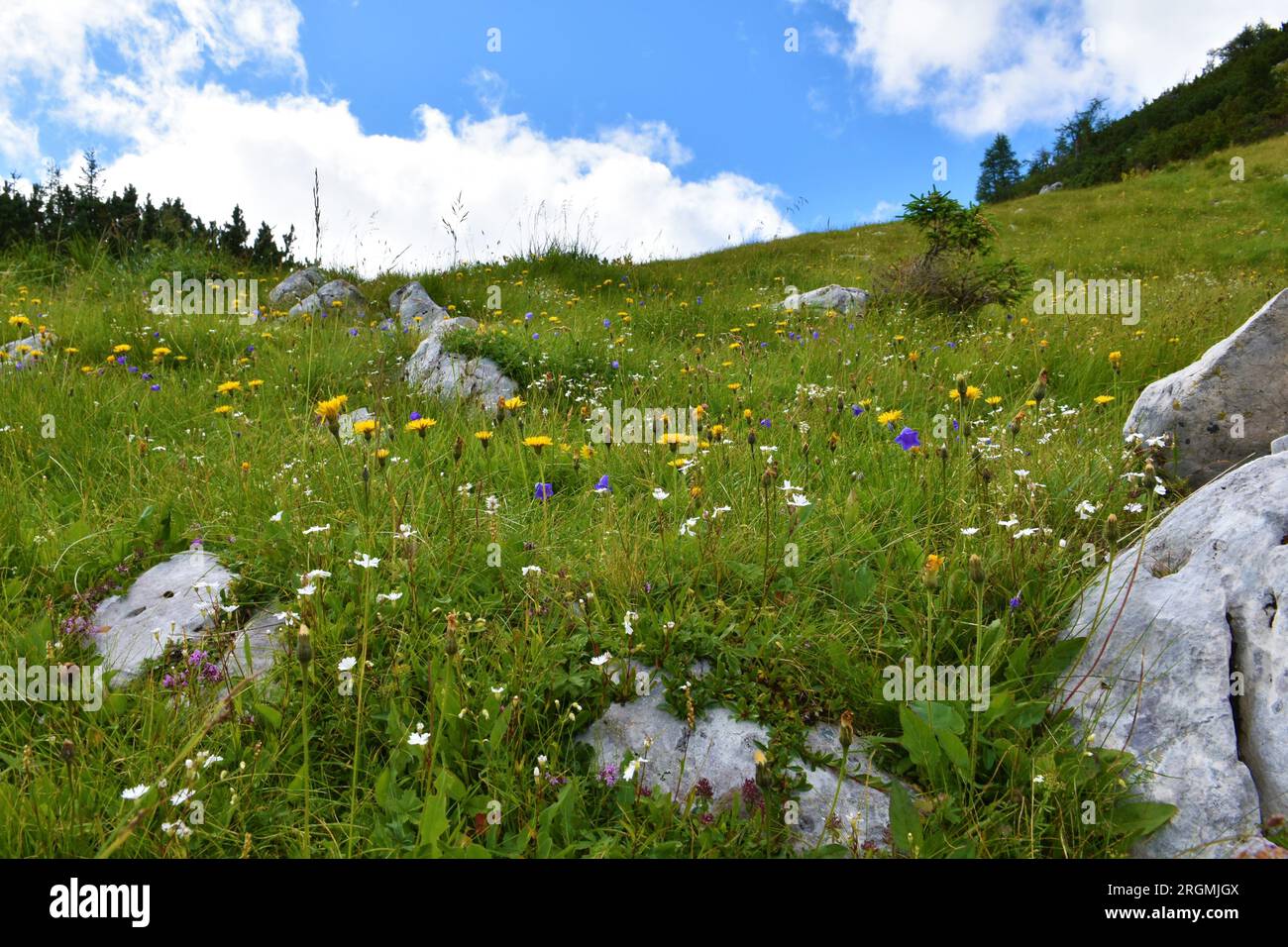 Colorful alpine meadow with yellow bristly hawkbit or rough hawkbit (Leontodon hispidus) and Silene alpestris Stock Photo