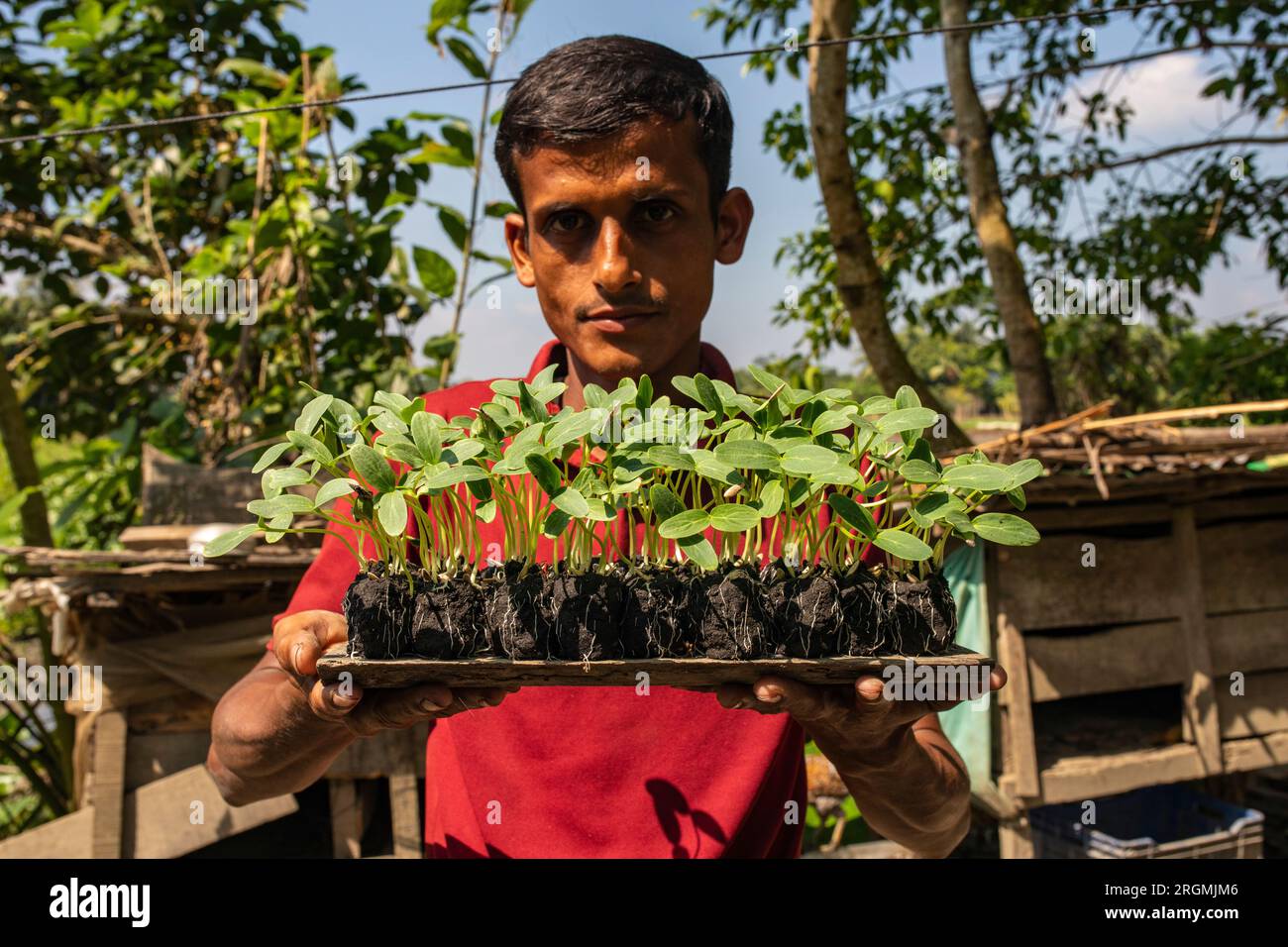 A farmer holds gourd seedlings before plants them at his floating bed. Najirpur, Pirojpur, Bangladesh. Stock Photo