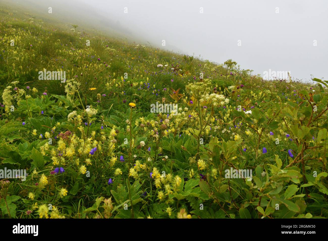 Alpine meadow with yellow betony (Stachys alopecuros) and other blue flowers at Crna Prst in Julian alps and Triglav national park, Slovenia Stock Photo