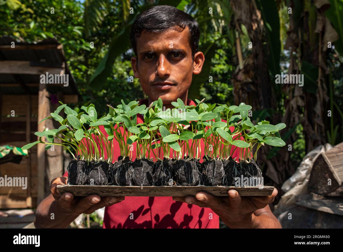 A farmer holds gourd seedlings before plants them at his floating bed. Najirpur, Pirojpur, Bangladesh. Stock Photo