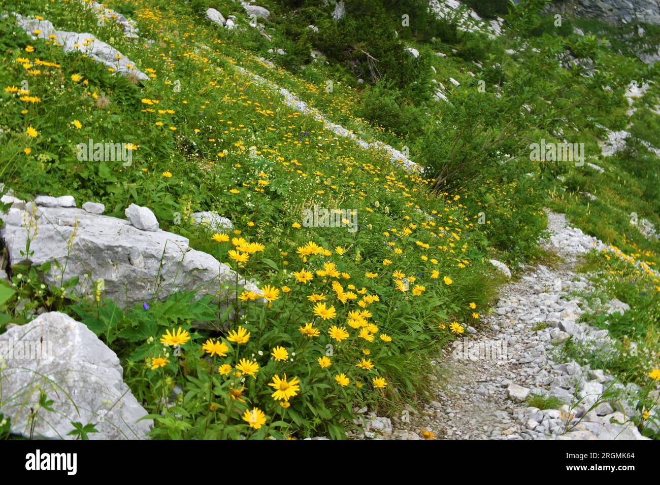 Walking trail under Crna Prst in Julian alps and Triglav national park, Slovenia with yellow ox-eye (Buphthalmum salicifolium) flowers covering the al Stock Photo