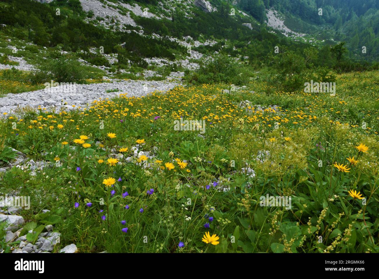 Rocky alpine landscape with a meadow full of yellow ox-eye and blue earleaf bellflower (Campanula cochleariifolia) flowers bellow Crna Prst in Julian Stock Photo