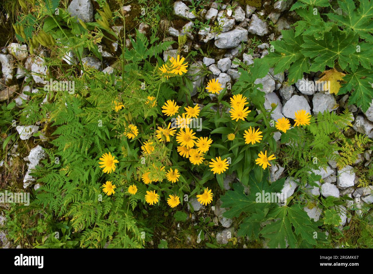 Close up of yellow blooming ox-eye (Buphthalmum salicifolium) flowers Stock Photo