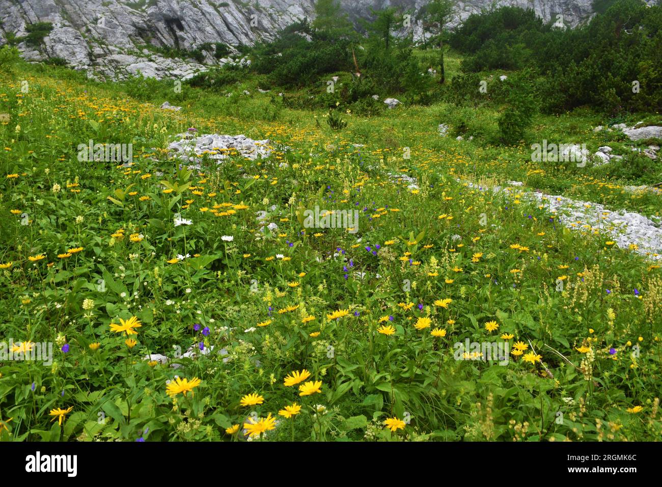Lush alpine wild garden with yellow ox-eye (Buphthalmum salicifolium) and other blue flowers in Julian alps and Triglav national park, Slovenia Stock Photo