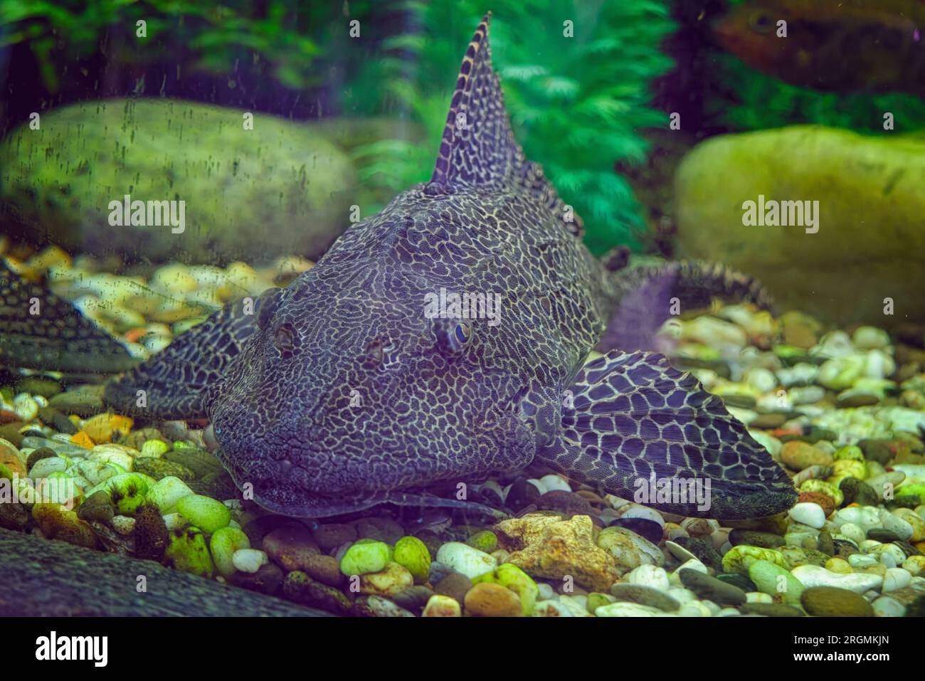 Sheatfish Pterygoplichthys gibbiceps close-up in aquarium. Stock Photo